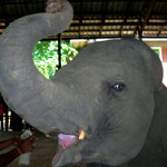 Sanjeewa's Van